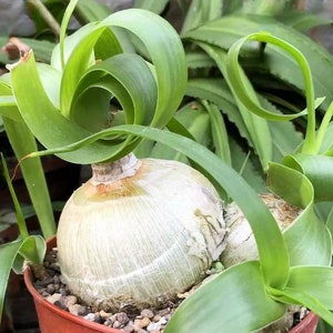 Ornithogalum Caudatum 10 Seeds, Albuca bracteata, Pregnant Onio, False Sea Onion image 2