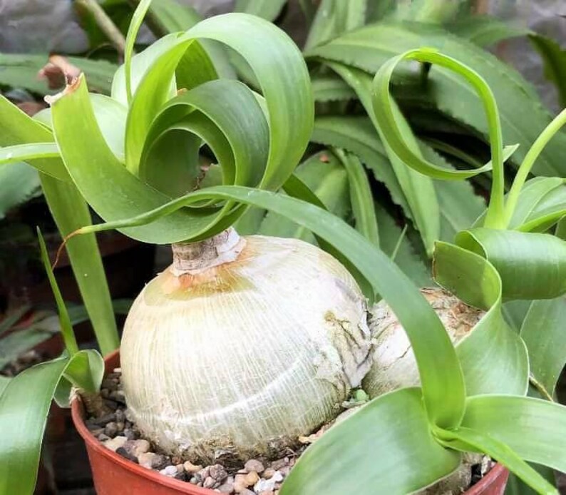 Ornithogalum Caudatum 10 Seeds, Albuca bracteata, Pregnant Onio, False Sea Onion image 2