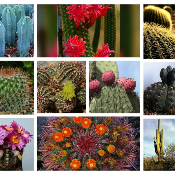 100+ Mixed Cactus Seeds, All shapes sizes and colors.