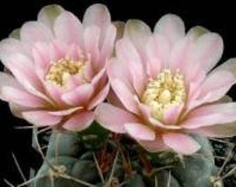 mammillaria sphaerica Mammillaria sphaerica  Cyprus Cactus
