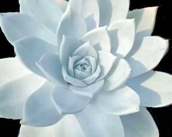 30 Dudleya Brittonii Seeds Giant Chalk Dudleya  Echeveria. Crassulaceae. Stonecrop blue succulent