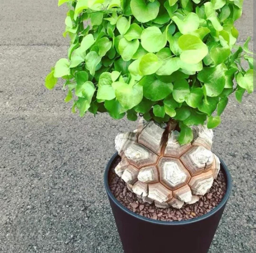 Dioscorea Elephantipes 5 Seeds - Etsy