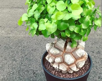 LOT750 100 SEEDS Dioscorea elephantipes, coudex succulent