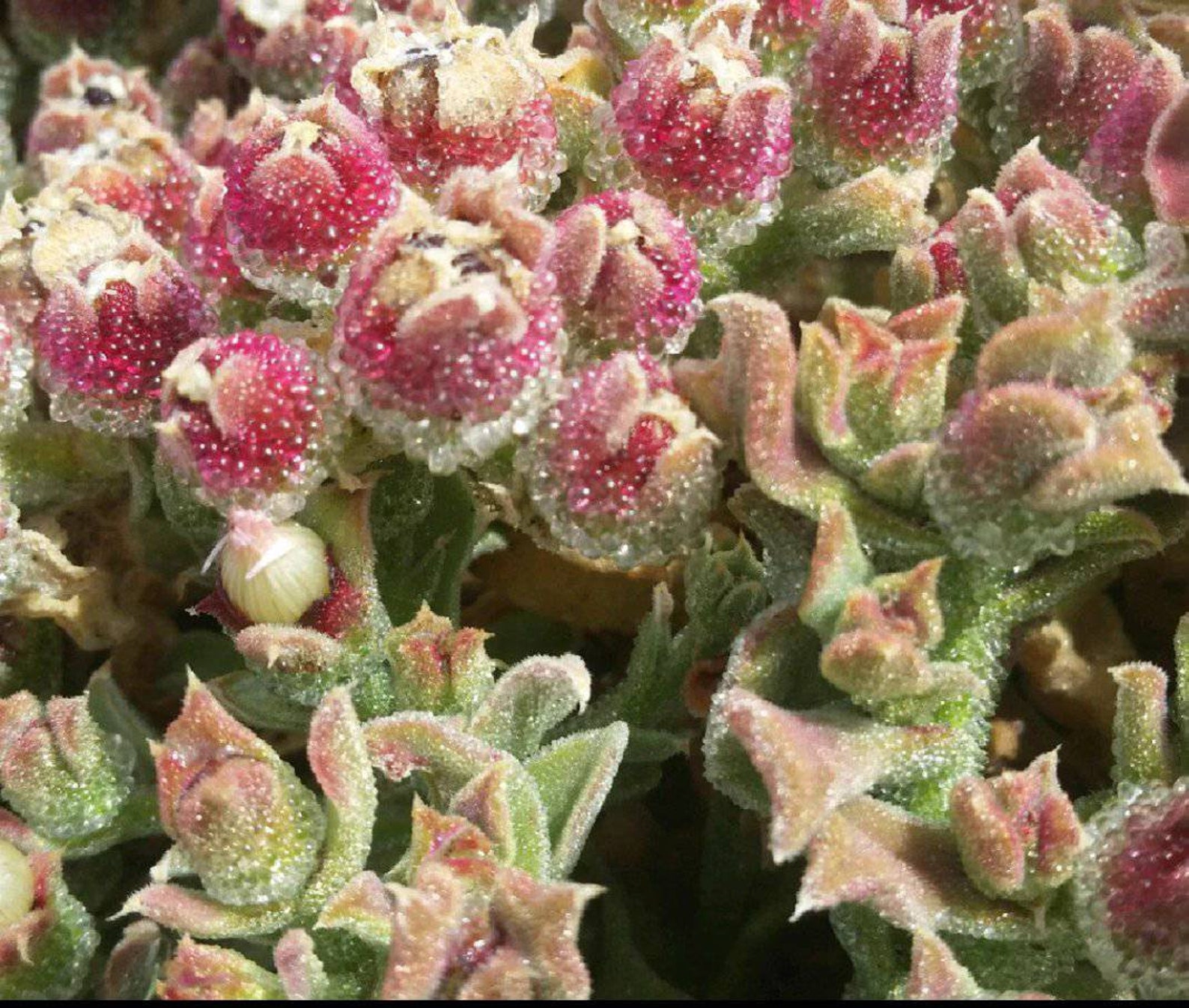 thumbnail image 2 of 20 CRYSTAL ICE PLANT SEEDS (Mesembryanthemum Crystallinum) Edible 2 of 12