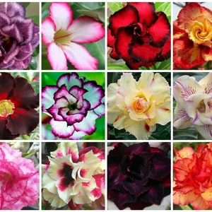 25 Desert Rose Seeds. Mixed colors. Includes double and triple petals. Adenium Obesum.