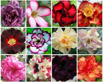25 Desert Rose Seeds. Mixed colors. Includes double and triple petals. Adenium Obesum.