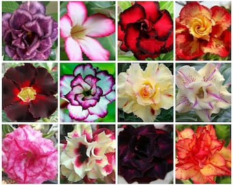 Adenium Seeds Desert Rose Obesum Blackwindow 3 Seeds Ukraine S0657 Garden idea Adenium Seeds Desert Rose Obesum Blackwindow 3 Seeds Ukraine S0657 Garden idea