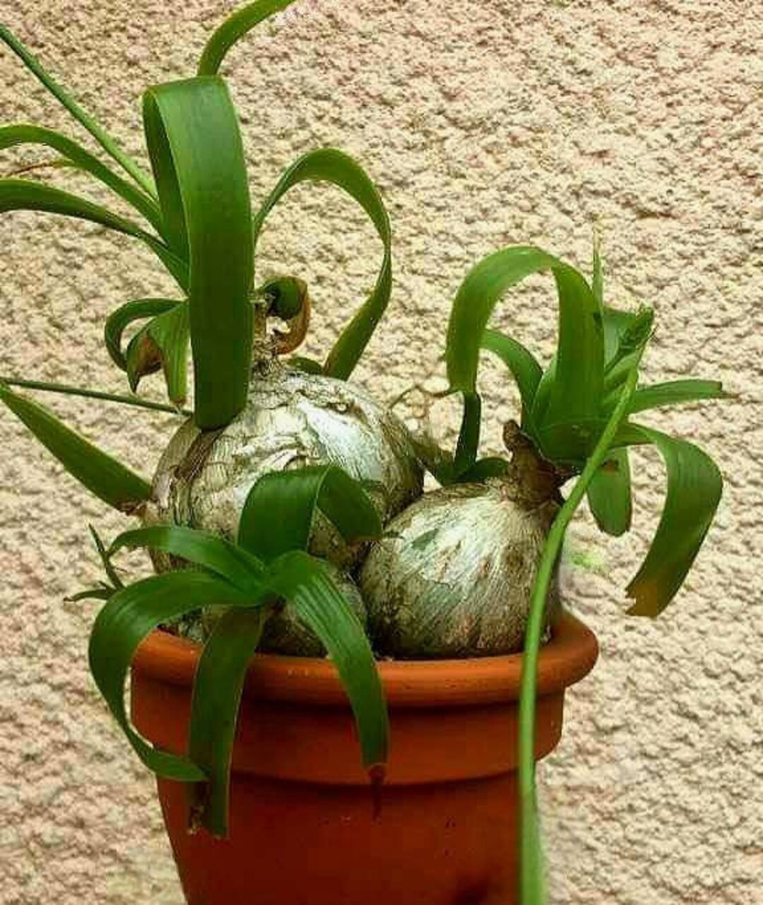 bamboo plants pots Jumbo Ceramic Lucky Bamboo Elephant
