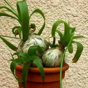 Ornithogalum Caudatum 10 Seeds, Albuca bracteata, Pregnant Onio, False Sea Onion image 1