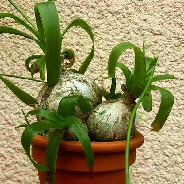 Ornithogalum Caudatum 10 Seeds, Albuca bracteata, Pregnant Onio, False Sea Onion