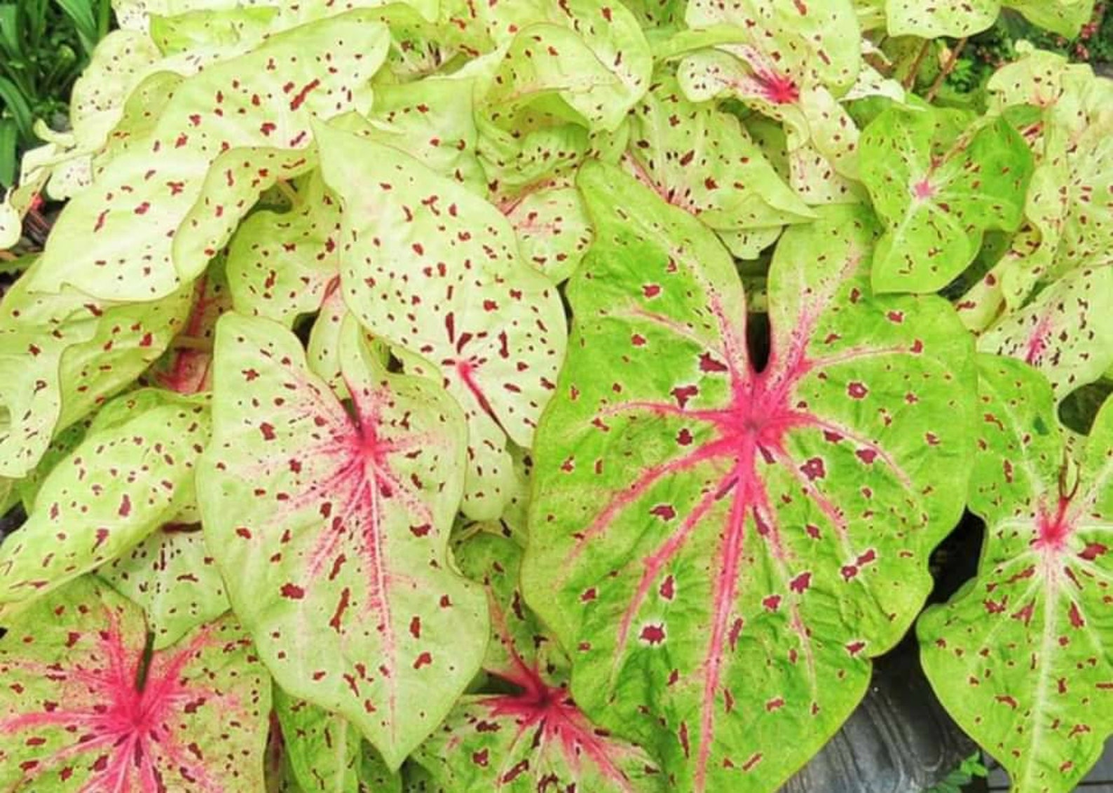 Caladium SALE 4 Bulbs Mixed Colors Caladium tubers/bulbs 2 Etsy