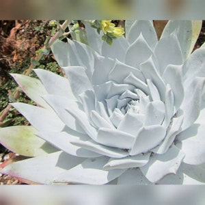 30 Dudleya Brittonii Seeds Giant Chalk Dudleya Echeveria. Crassulaceae. Stonecrop blue succulent image 6