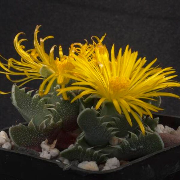 Faucaria Tigrina 20 seeds flowering succulent