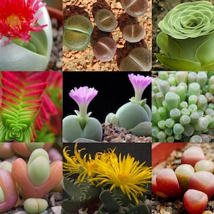 Succulent Species Mix 50 Seeds. lithops gibbaeum argyroderma crassula echeveria sinningia faucaria cheiridopsis fenestraria carpobrotus