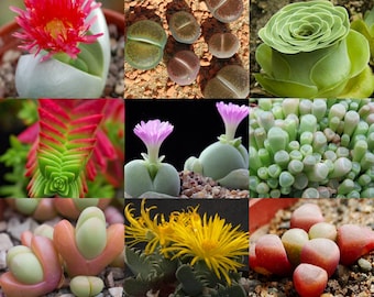 Succulent Species Mix 50 Seeds. lithops gibbaeum argyroderma crassula echeveria sinningia faucaria cheiridopsis fenestraria carpobrotus