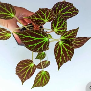 May include: A small potted plant with dark green leaves with light green veins. The leaves are heart-shaped and have a textured surface.