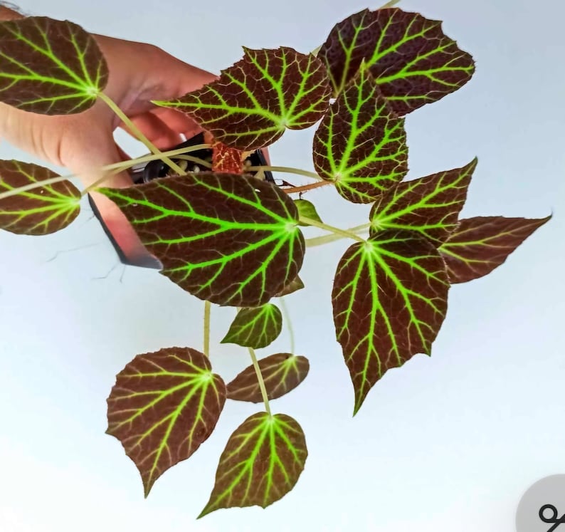 May include: A small potted plant with dark green leaves with light green veins. The leaves are heart-shaped and have a textured surface.