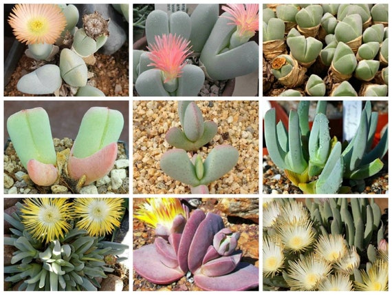 Cheiridopsis Pillansii 10 seeds rare succlent living stone Cheiridopsis Pillansii 10 seeds rare succlent living stone