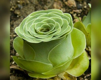 30 Aeonium Aureum Seeds, Greenovia Aurea Mountain Rose