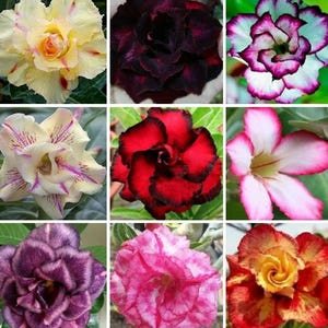 20 Desert Rose Seeds. Mixed colors. Includes double and triple petals. Adenium Obesum.