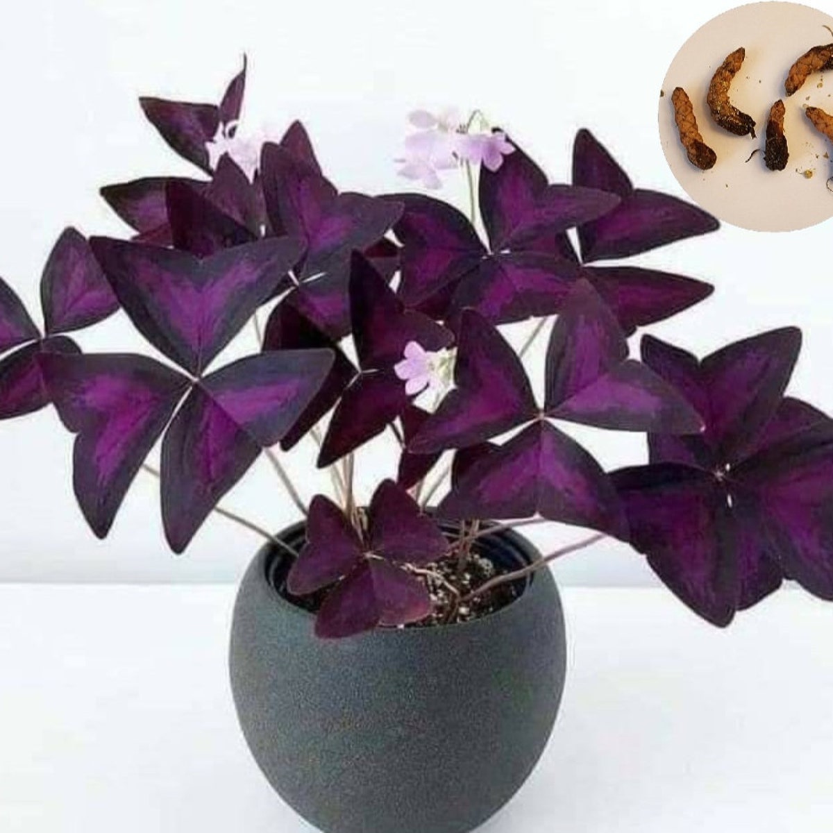 Butterfly Plant (Oxalis)