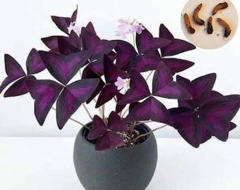 5 Oxalis Triangularis Purple, Shamrock 5 bulbs/corms. NOT A PLANT.