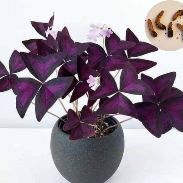 5 Oxalis Triangularis Purple, Shamrock 5 bulbs/corms. NOT A PLANT.