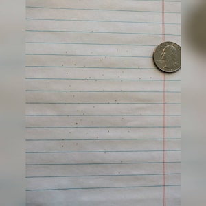 Puede incluir: Primer plano de una hoja de papel blanco con l&iacute;neas y algunas peque&ntilde;as manchas marrones. Una moneda de un cuarto de d&oacute;lar estadounidense de plata se coloca en el lado derecho del papel.