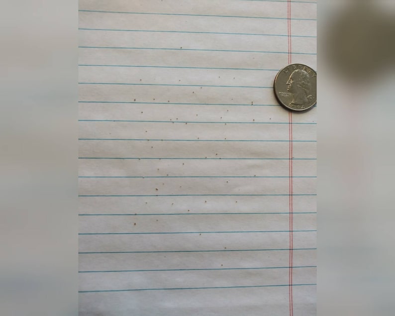 Puede incluir: Primer plano de una hoja de papel blanco con l&iacute;neas y algunas peque&ntilde;as manchas marrones. Una moneda de un cuarto de d&oacute;lar estadounidense de plata se coloca en el lado derecho del papel.