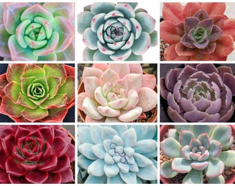 Echeveria Seeds 50 pcs, All colors included. Variety Mix.