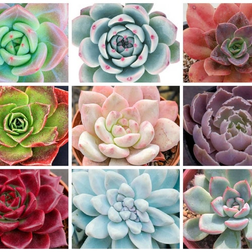 Echeveria Seeds 50 pcs, All colors included. Variety Mix.