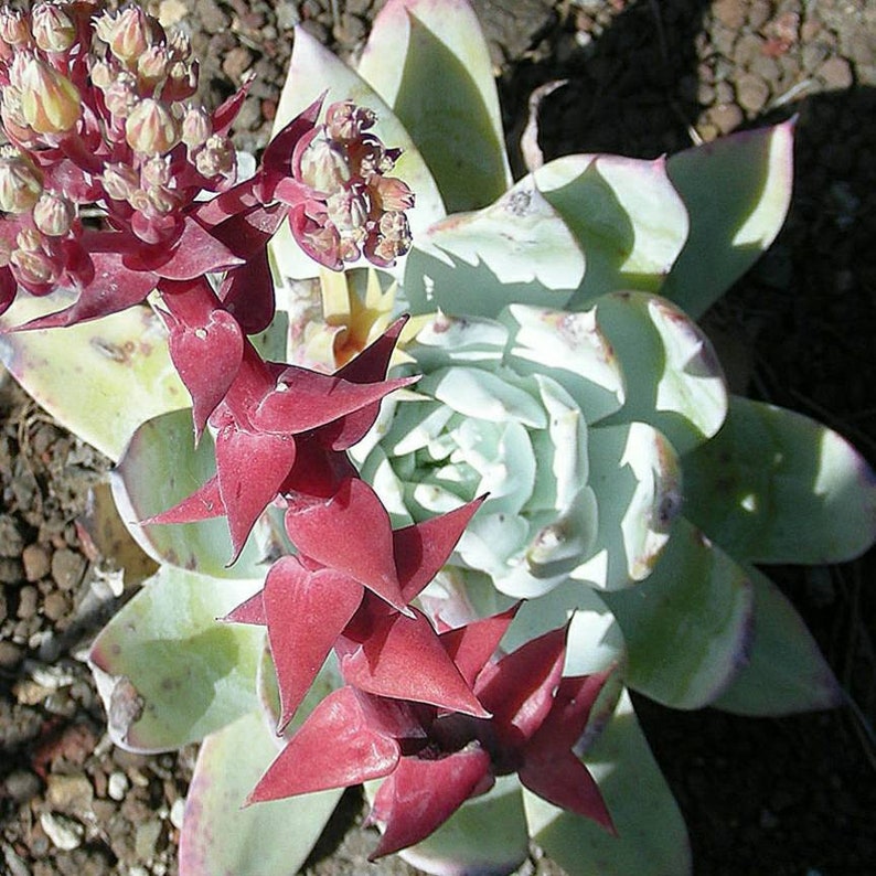 30 Dudleya Brittonii Seeds Giant Chalk Dudleya Echeveria. Crassulaceae. Stonecrop blue succulent image 8