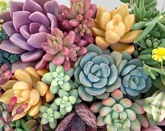 Semillas de Echeveria 50 piezas, todos los colores incluidos. Mezcla de variedades.