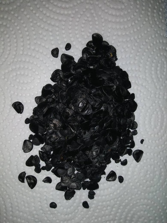 30 Agave Seeds Variety Mix - Etsy
