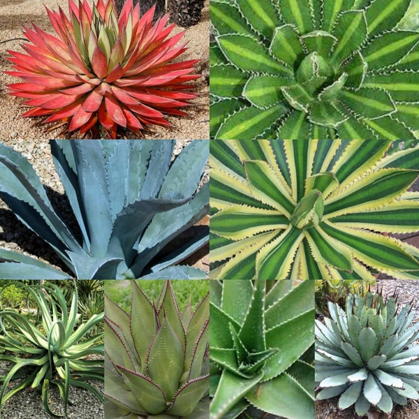 50 Seeds AGAVE variety MIX, rare plant succulent  seeds