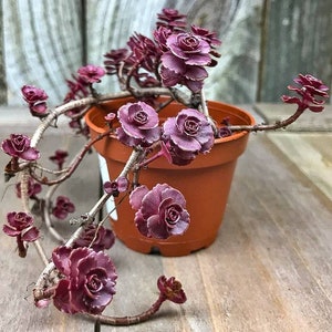 May include: A potted succulent plant with deep purple, almost red, leaves. The plant is trailing over the edge of the pot.