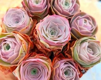 15 Pink Rose Succulent Seeds, Aeonium Aurea ex El Hierro, Pink Mountain Rose.