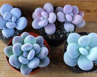 50 seeds of agave filifera succulents succulents seed C cacti 50 seeds of agave filifera succulents succulents seed C cacti