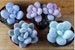 15 Moonstone Succulent Seeds Pachyphytum Oviferum Seeds,