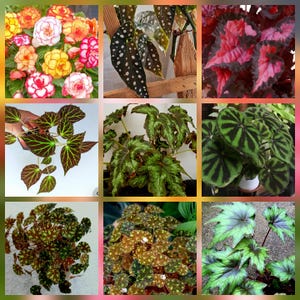 May include: A collage of various Begonia plants. The images showcase diverse leaf patterns and colors, including spotted, striped, and solid green, red, and brown foliage. Some images feature vibrant flowers in shades of yellow, orange, and pink.