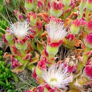 Crystalline succulent seeds 20 Mesembryanthemum Crystallinum Seeds 20 rare Succulent