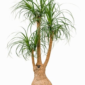 May include: A potted plant with a thick, brown trunk and multiple green branches with long, thin leaves. The plant is in a gray pot.