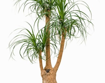 10 Seeds Beaucarnea recurvata Ponytail Palm Seeds