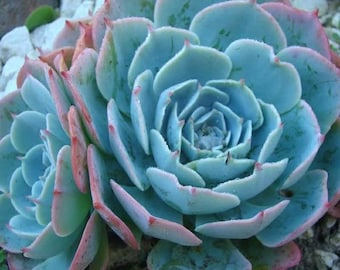 30 Echeveria Rubromarginata Rose Seeds