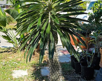 Pachypodium lamerei 10 Seeds Madagascar palm