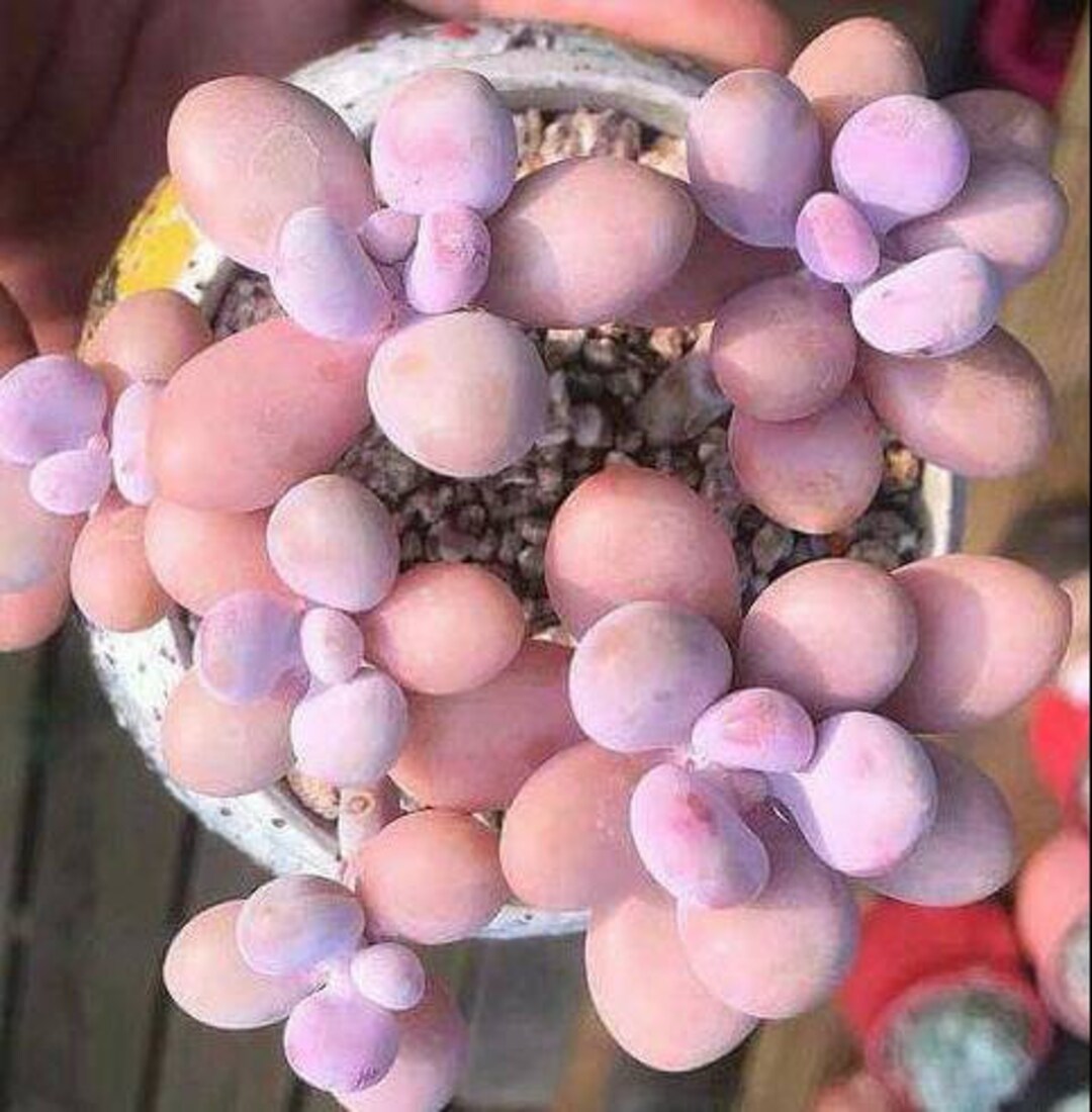 Pink Moonstone Succulent 15 Seeds, Graptopetalum Amethystinum. Grow