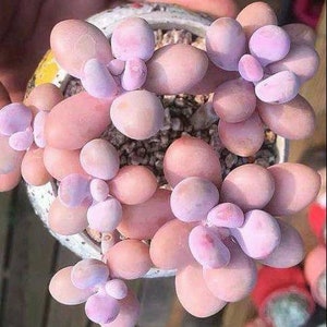 Pink Moonstone Succulent 15 Seeds, Graptopetalum Amethystinum. Grow Your Own Gorgeous Pink Moonstone Succulent Plants