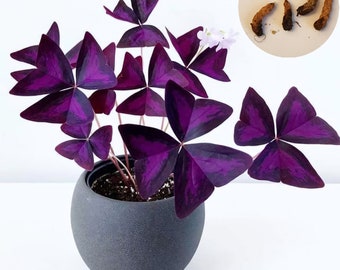 5 Oxalis Triangularis Purple, Shamrock 5 bulbs/corms/tuber.  NOT A PLANT.