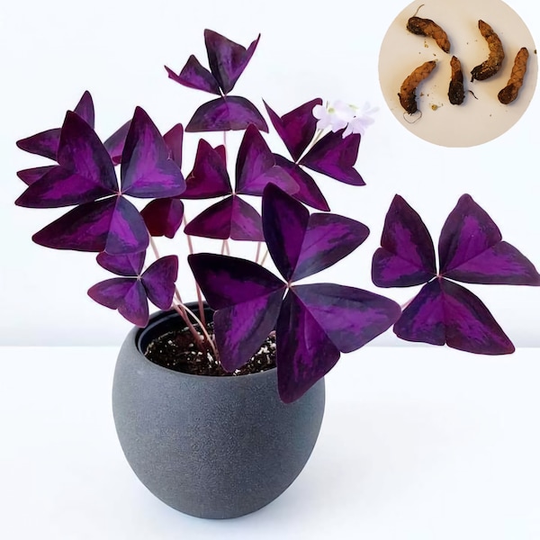 5 Oxalis Triangularis Purple, Shamrock 5 bulbs/corms/tuber.  NOT A PLANT.
