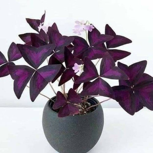 Bulbs Purple Shamrock 5 Love Plant Live Root Pips Oxalis Triangularis 